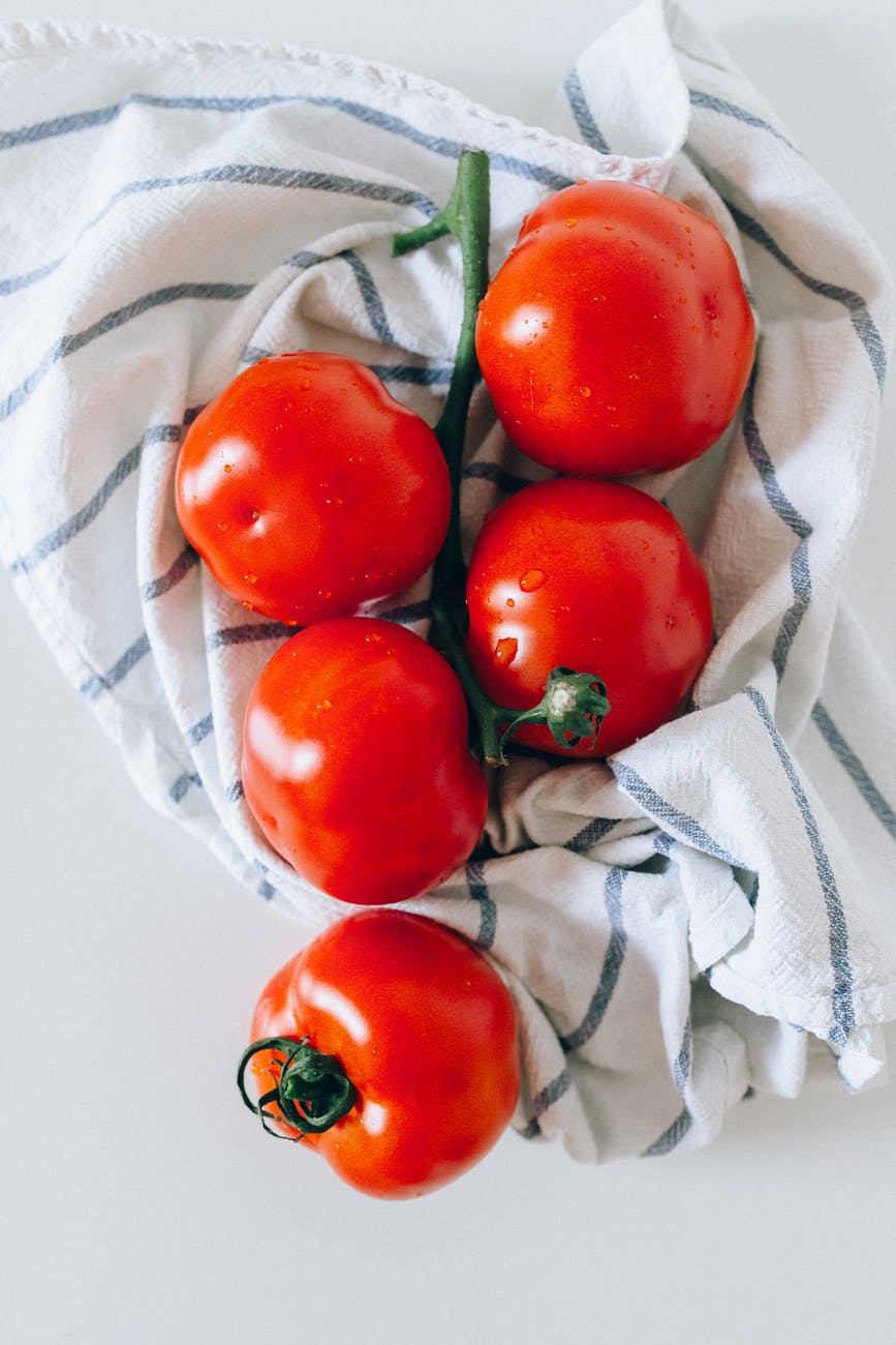 ألامراض الفطرية التى تصيب الطماطم : مرض الندوة المتأخرة فى الطماطم :